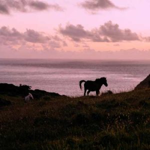 دانلود آهنگ علیرضا افتخاری صیاد